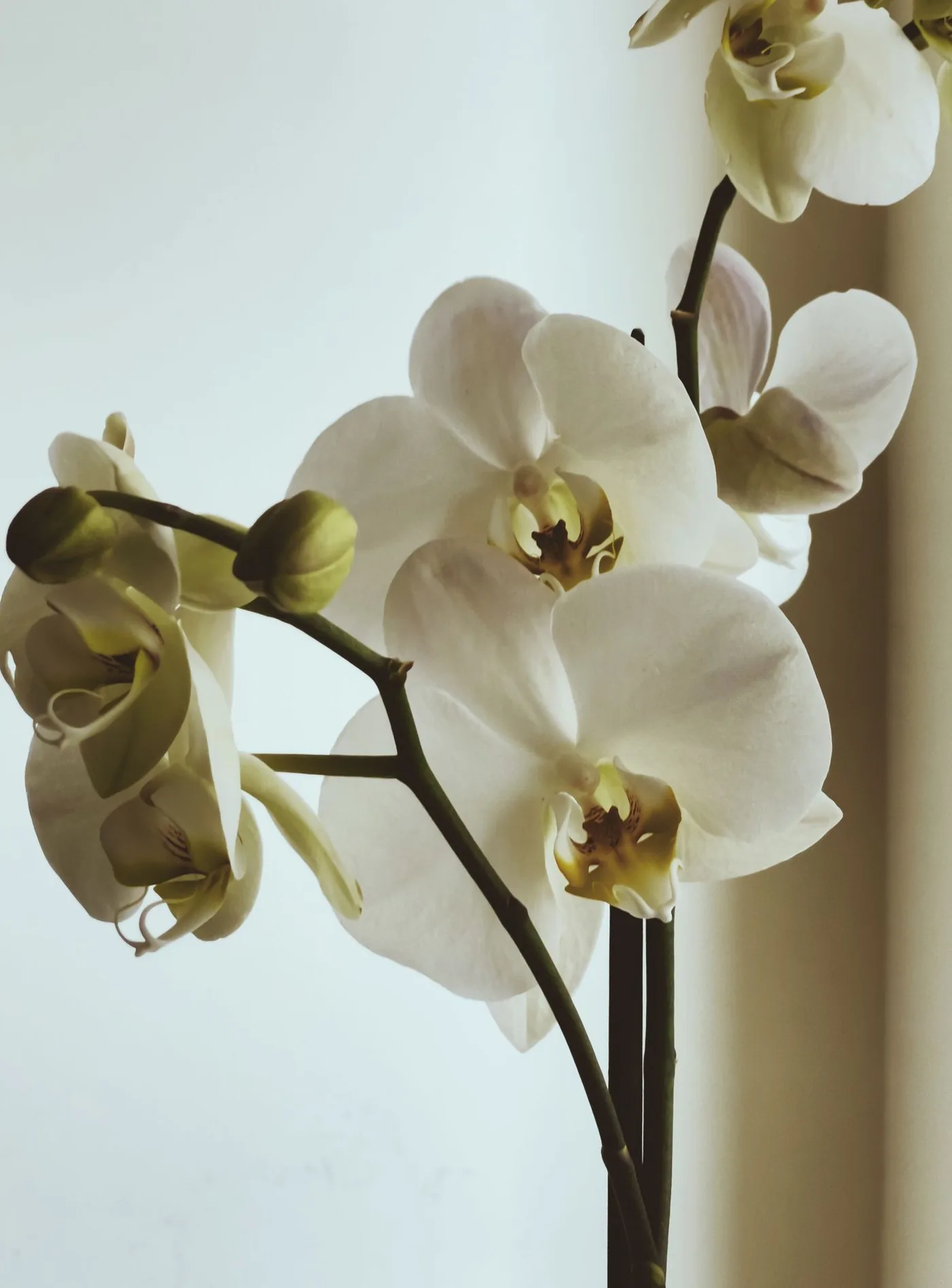 Weiße Orchidee vor hellem Hintergrund, Symbolbild für die ruhige Atmosphäre der Praxis in Düsseldorf
